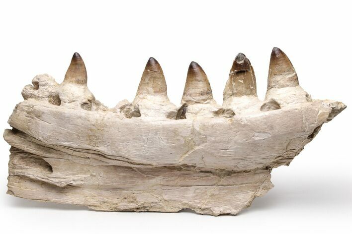 Partial Mosasaur Jaw with Five Teeth - Morocco #220277